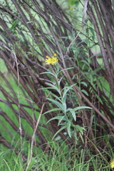 Jacobaea paludosa lanata