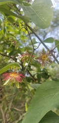 Passiflora mexicana