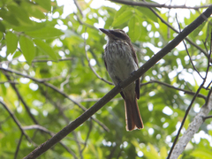 Myiodynastes maculatus