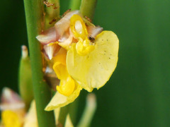 Marantochloa cuspidata