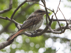 Myiodynastes maculatus