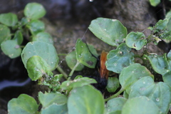 Calopompilus pyrrhomelas
