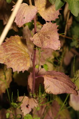 Erysiphe cruciferarum