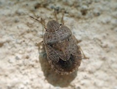 Sciocoris homalonotus