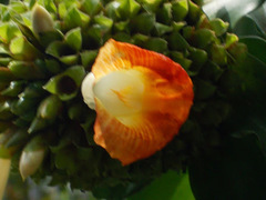 Costus lucanusianus