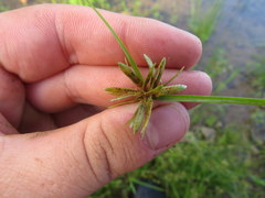 Cyperus bipartitus