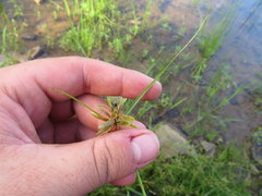 Cyperus bipartitus