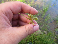 Cyperus bipartitus