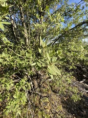 Quercus peninsularis