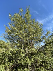 Quercus peninsularis