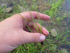 Cyperus bipartitus
