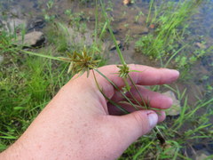 Cyperus bipartitus