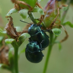 Chrysolina varians