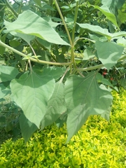 Helianthinae
