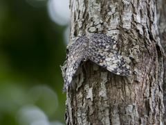 Hamadryas fornax