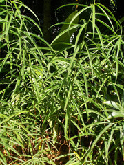 Costus stenophyllus