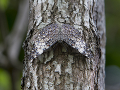 Hamadryas fornax