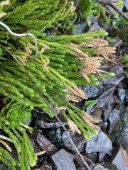 Diphasiastrum alpinum