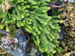 Diphasiastrum alpinum