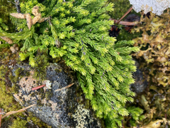 Diphasiastrum alpinum