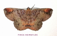 Thysanopyga casperia