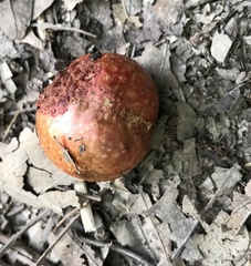 Amphibolips quercusjuglans