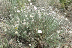 Convolvulus lanuginosus