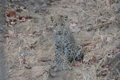 Panthera pardus fusca