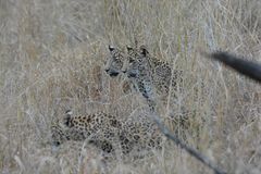 Panthera pardus fusca