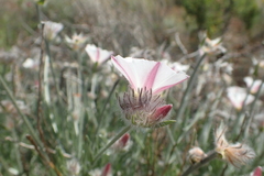 Convolvulus lanuginosus