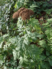 Tanacetum macrophyllum