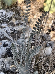 Astrolepis integerrima