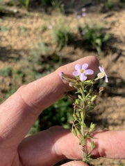 Chaenostoma hispidum