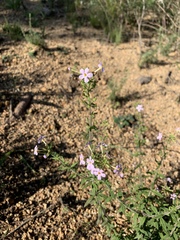 Chaenostoma hispidum
