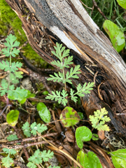 Lomatium martindalei