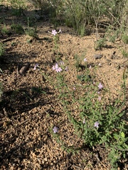 Chaenostoma hispidum