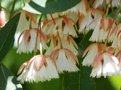 Elaeocarpus grandiflorus