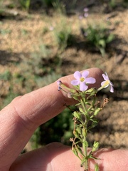 Chaenostoma hispidum