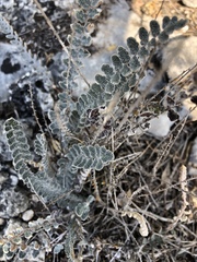 Astrolepis integerrima