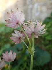 Astrantia major