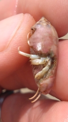 Isocheles wurdemanni