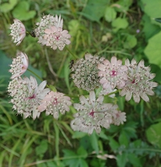 Astrantia major