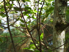 Chlorospingus flavopectus