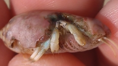 Isocheles wurdemanni