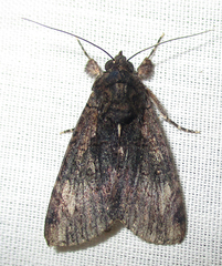 Ulotrichopus