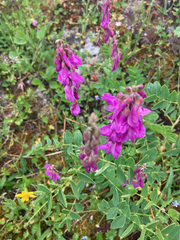 Hedysarum occidentale