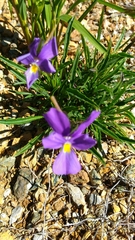 Viola bertolonii
