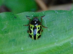 Calligrapha fulvipes