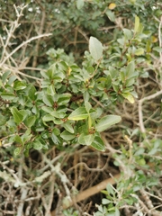 Grewia occidentalis occidentalis