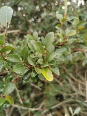 Grewia occidentalis occidentalis